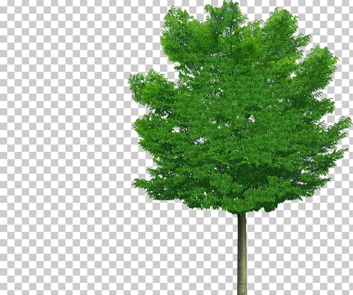 Zelkova Serrata Tree Arbre D'alignement Green Lindens PNG, Clipart, Agac, Agac Resimleri, Arbre Dalignement, Biome, Bonsai Free PNG Download