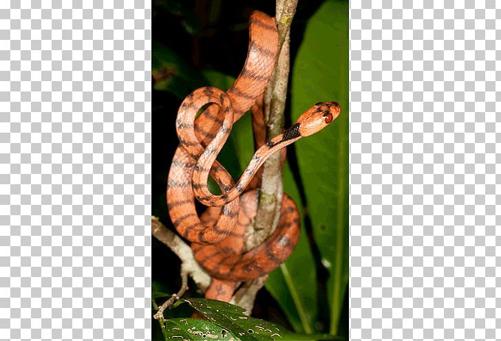 Boa Constrictor Snake Stenophis Animal Lycodryas Citrinus PNG, Clipart, Alligator, Animal, Animals, Boa Constrictor, Boas Free PNG Download