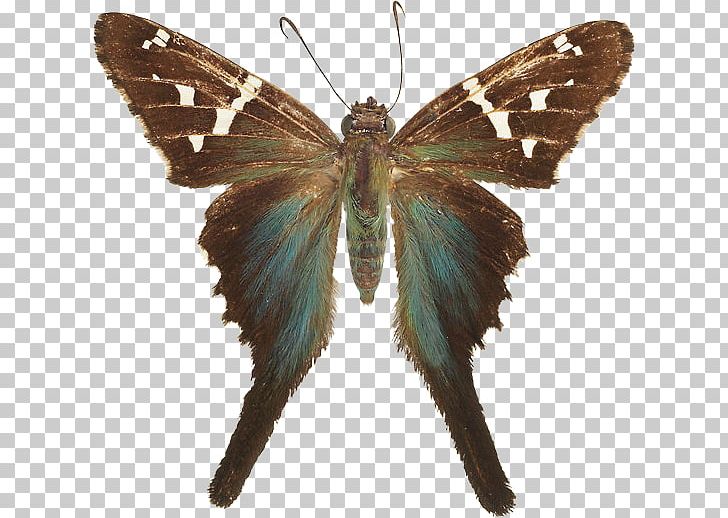 Brush-footed Butterflies Butterfly Gossamer-winged Butterflies Silkworm Insect PNG, Clipart, Animal, Arthropod, Bombycidae, Brush Footed Butterfly, Butterflies And Moths Free PNG Download