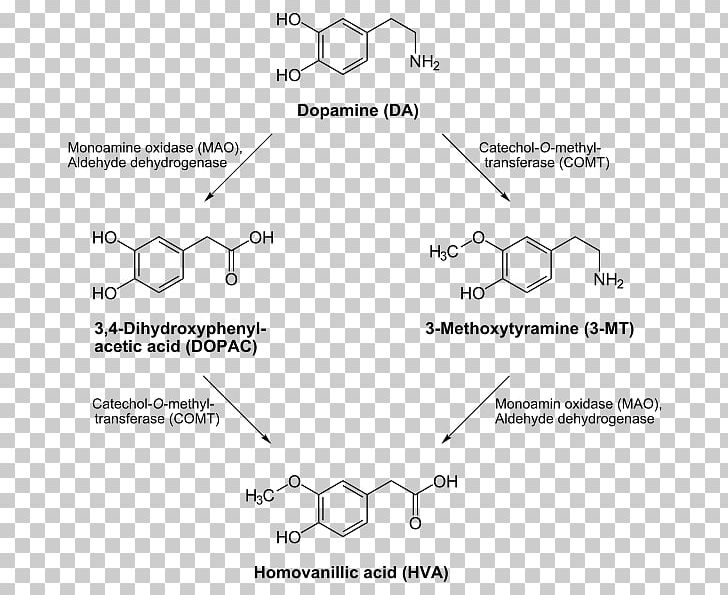 Dopamine Transporter Catecholamine Dopaminergic Pathways Levodopa PNG, Clipart, Angle, Black And White, Catecholamine, Catecholomethyltransferase, Cell Free PNG Download