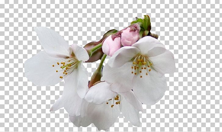 Flower Helleborus Niger PNG, Clipart, Blossom, Branch, Cherry Blossom, Christmas, Cicek Free PNG Download