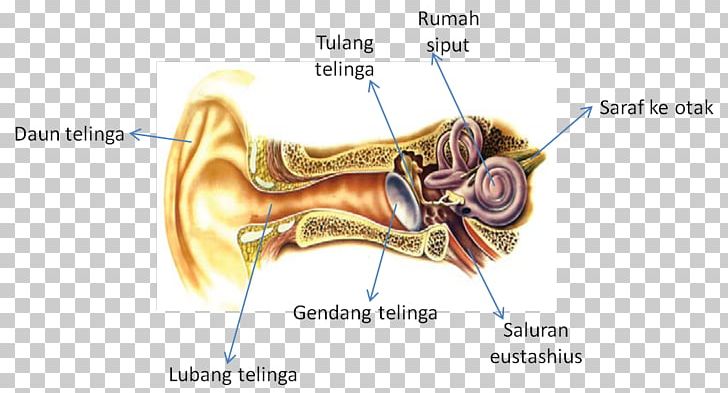 Hearing Sense Homo Sapiens Sensory Nervous System PNG, Clipart, Angle, Animal, Arm, Body, Bone Free PNG Download