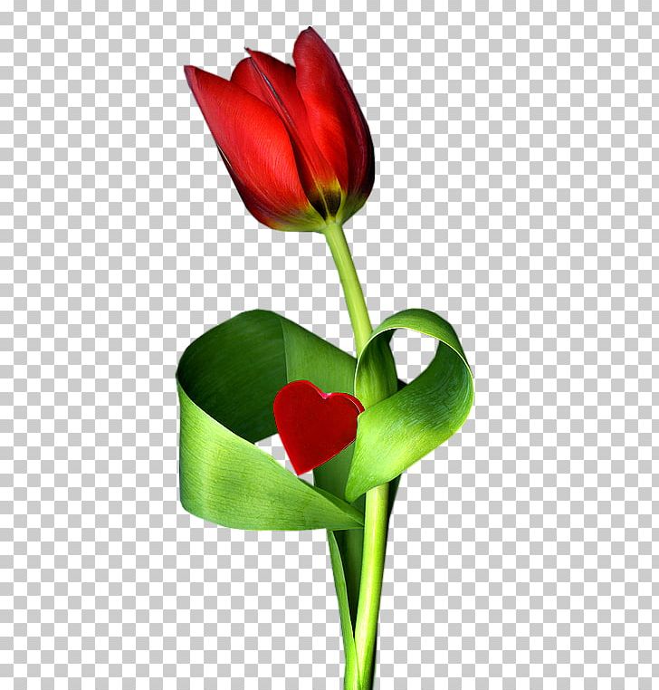 Tulip Floral Design Cut Flowers Plant Stem PNG, Clipart, Ancient Woman Who Scatters Flowers, Bud, Cut Flowers, Floral Design, Floristry Free PNG Download