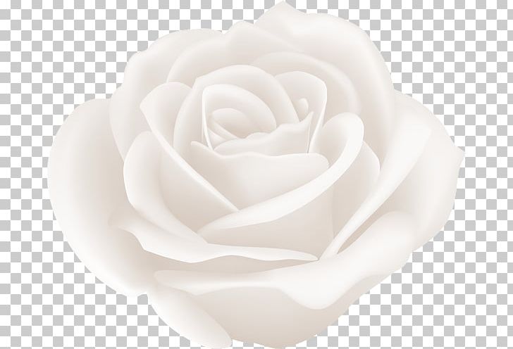 Centifolia Roses Garden Roses PNG, Clipart, Art Museum, Centifolia Roses, Cut Flowers, Family, Flower Free PNG Download