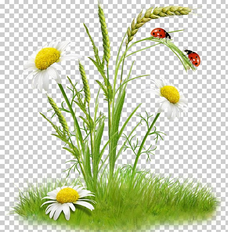 Flower Bouquet PNG, Clipart, Chamaemelum Nobile, Chamomile, Clip Art, Daisy, Daisy Family Free PNG Download