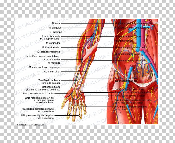 Radial Nerve Forearm Muscle Blood Vessel PNG, Clipart, Arm, Arm Muscle, Artery, Blood Vessel, Brachialis Muscle Free PNG Download