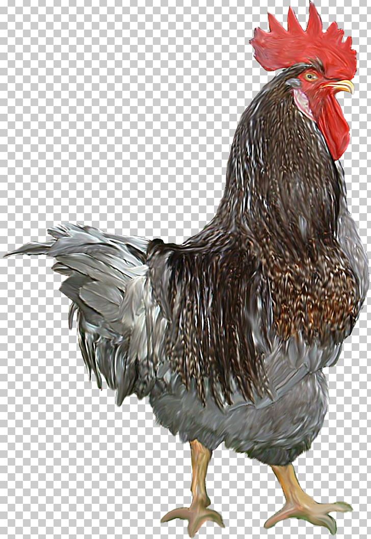 Chicken Bird Rooster Poultry PNG, Clipart, Animal, Animals, Beak, Bird, Chicken Free PNG Download