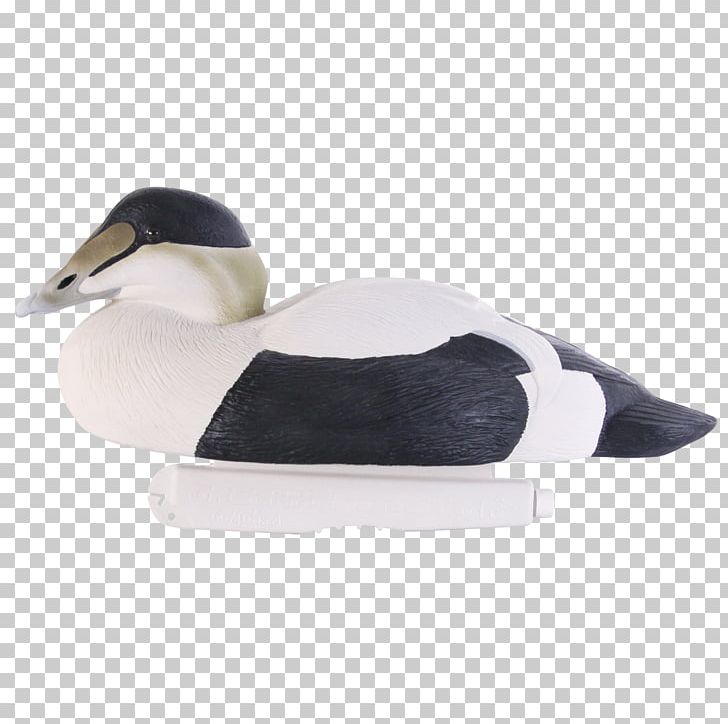 Duck Mallard Shoe Beak Eider PNG, Clipart, Animals, Beak, Bird, Duck, Ducks Geese And Swans Free PNG Download