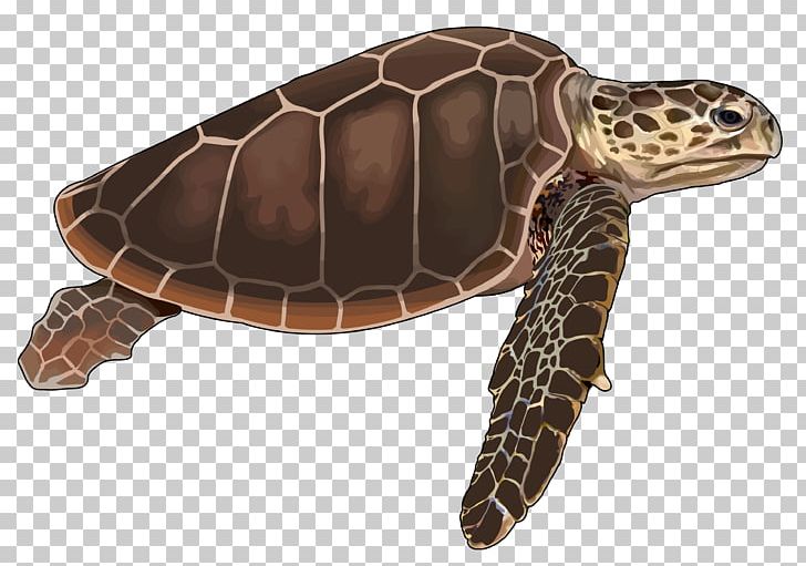 Loggerhead Sea Turtle Reptile Tortoise Cheloniidae PNG, Clipart, Animals, Boba, Cheloniidae, Drawing, Eastern Box Turtle Free PNG Download