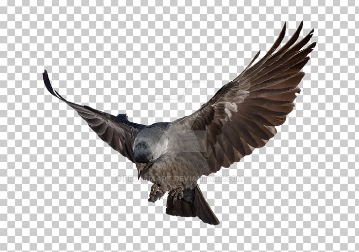 Common Raven Desktop Flight PNG, Clipart, Accipitriformes, Alpha Compositing, Animals, Beak, Bird Free PNG Download