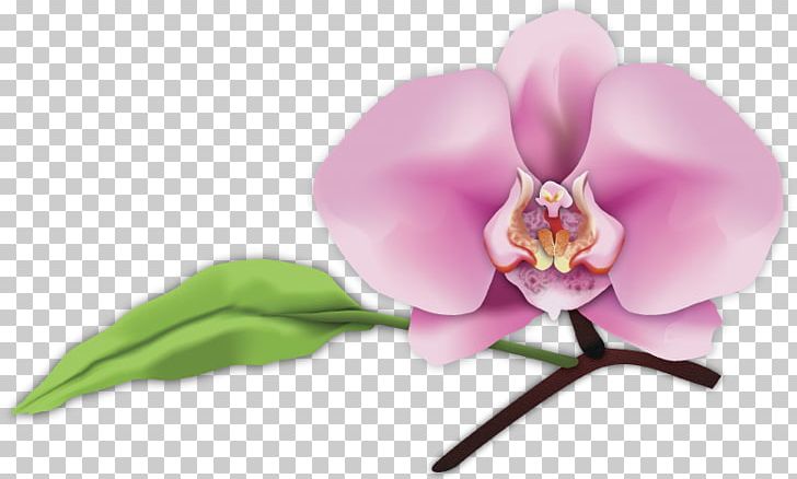 Digital Art Moth Orchids Photography San Luis Obispo PNG, Clipart, Art, Blossom, Cattleya, Cattleya Orchids, Computer Wallpaper Free PNG Download