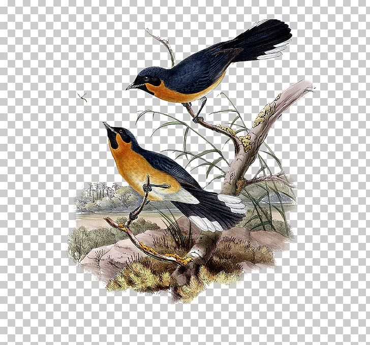 European Robin Bird Finches Painting PNG, Clipart, Animal, Animals, Art, Beak, Bird Free PNG Download