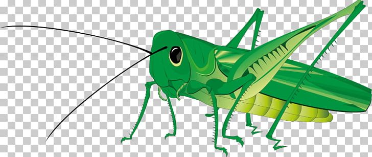 Insect Grasshopper Portable Network Graphics PNG, Clipart, Animal, Animals, Arthropod, Computer Icons, Cricket Free PNG Download