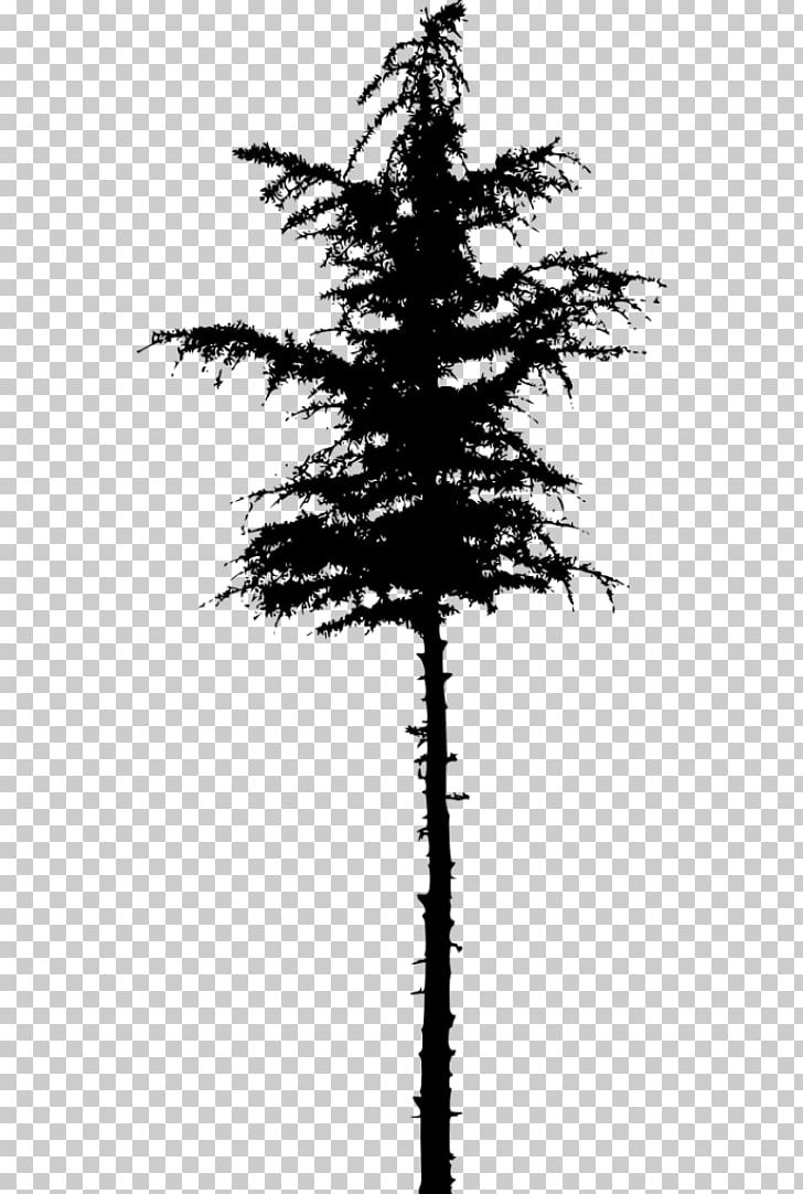 Spruce Pine Fir PNG, Clipart, Black And White, Branch, Conifer, Conifer Cone, Fir Free PNG Download