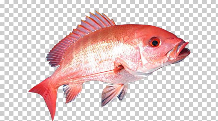 United States Northern Red Snapper Gulf Of Mexico Recreational Fishing PNG, Clipart, Angling, Bony Fish, Cod, Coral Reef Fish, Fauna Free PNG Download