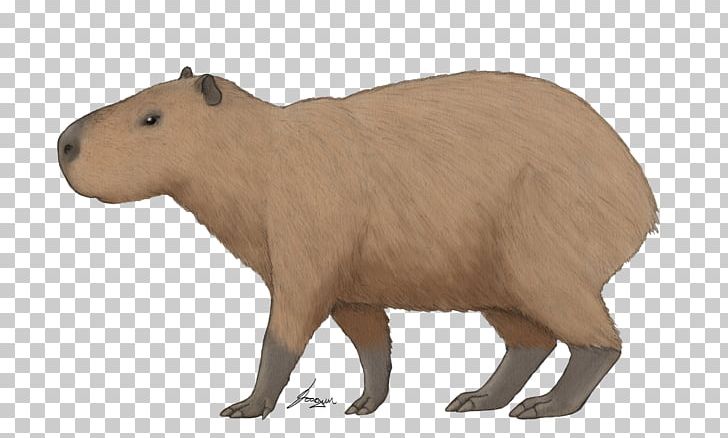 Capybara Great American Interchange Animal Neotropical Realm Isthmus Of Panama PNG, Clipart, Animal, Animal Figure, Capybara, Continent, Fauna Free PNG Download