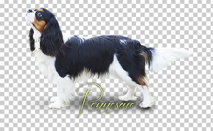 English Springer Spaniel Cavalier King Charles Spaniel Dog Breed Companion Dog PNG, Clipart, Breed, Carnivoran, Cavalier King Charles Spaniel, Companion Dog, Crossbreed Free PNG Download