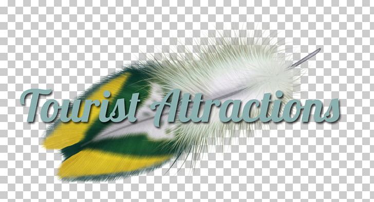 Feather PNG, Clipart, Feather Free PNG Download