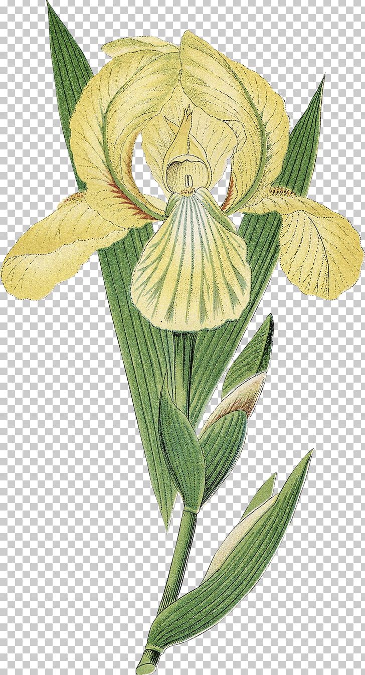 Flower Floral Design Printmaking Art Botanical Illustration PNG, Clipart, Art, Botanical Illustration, Botany, Bulb, Commodity Free PNG Download