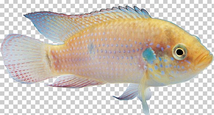 Goldfish Tropical Fish Ornamental Fish PNG, Clipart, Animals, Coral Reef Fish, Discus, Download, Fauna Free PNG Download