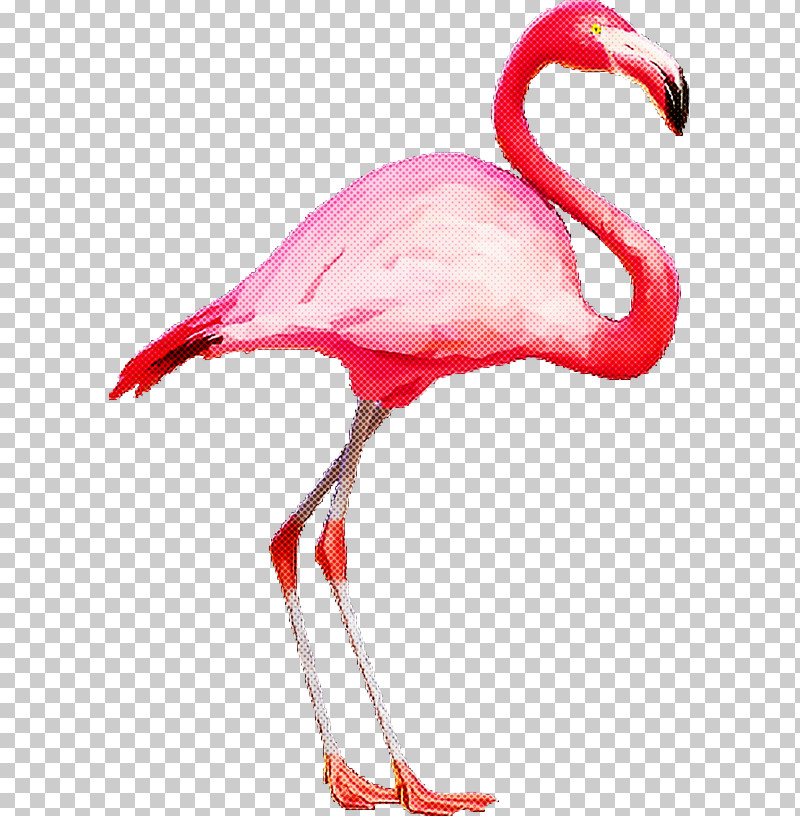 Flamingo PNG, Clipart, Birthday, Flamingo, Flamingo Sticker, Greeting Card, Interior Design Services Free PNG Download