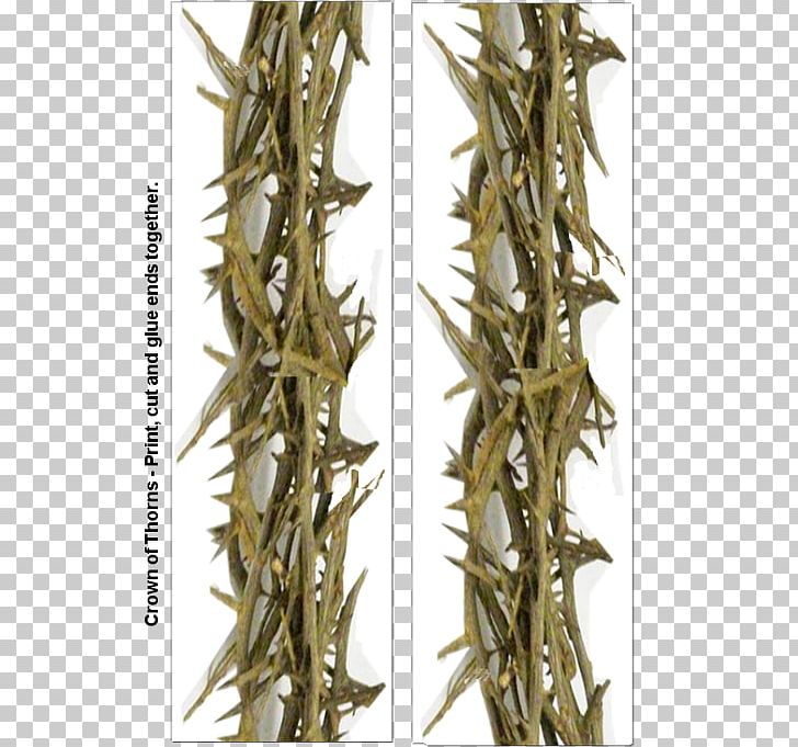 Crown Of Thorns Thorns PNG, Clipart, Baihao Yinzhen, Bai Mudan, Bancha, Child, Crown Free PNG Download