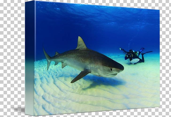 Tiger Shark Great White Shark Lamniformes Requiem Sharks Ecosystem PNG, Clipart, Aqua, Biology, Carcharhiniformes, Cartilaginous Fish, Ecosystem Free PNG Download