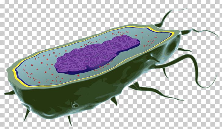 Bacterial Cell Structure Biology Organism PNG, Clipart, Bacteria, Bacterial Capsule, Bacterial Cell Structure, Biology, Cell Free PNG Download