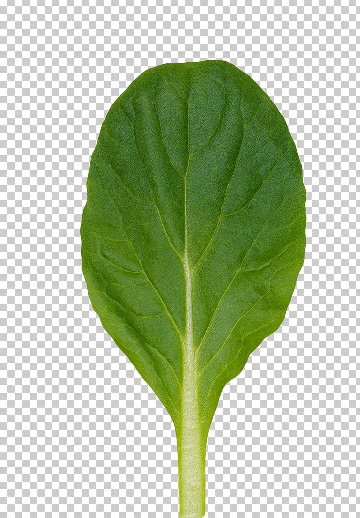 Chard Spring Greens Tatsoi Leaf PNG, Clipart, Chard, Chinese Cabbage, Collard Greens, Greens, Herb Free PNG Download