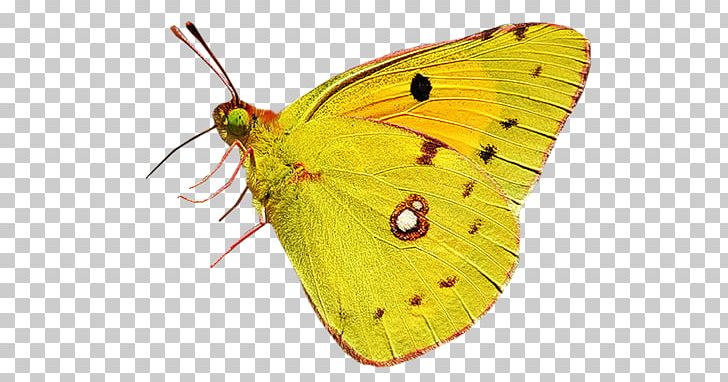 Colias Butterfly Moth Nymphalidae PNG, Clipart, Arthropod, Brush Footed Butterfly, Color, Digital Image, Encapsulated Postscript Free PNG Download
