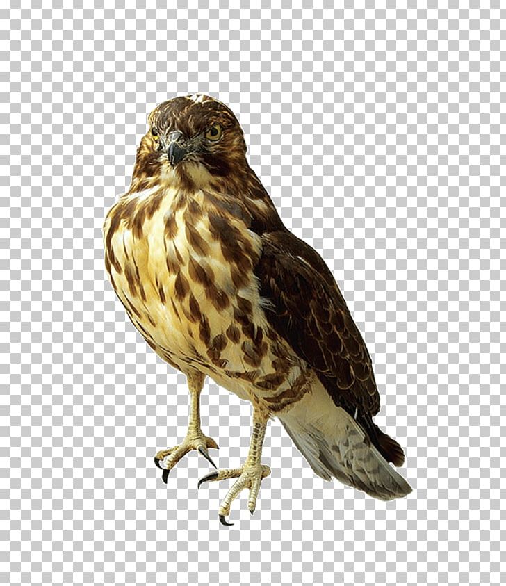 Falcon PNG, Clipart, Accipitriformes, Animal, Animals, Bbcode, Beak Free PNG Download