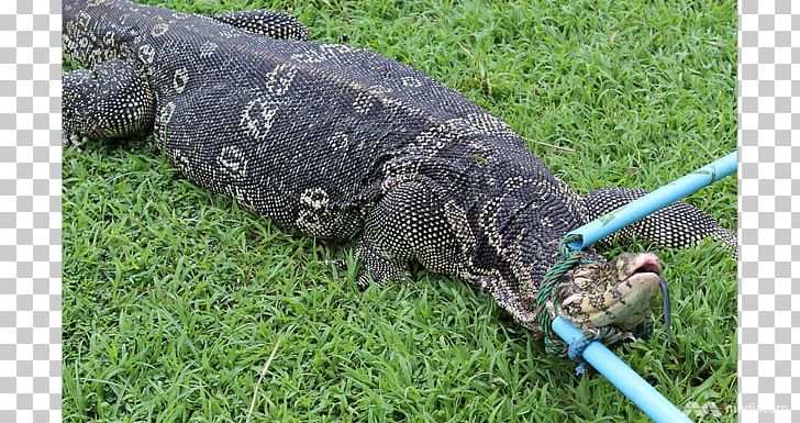 Lizard Lumphini Park Asian Water Monitor Reptile Alligator PNG, Clipart, Alligator, Animals, Asian Water Monitor, Computer Monitors, Crocodile Free PNG Download