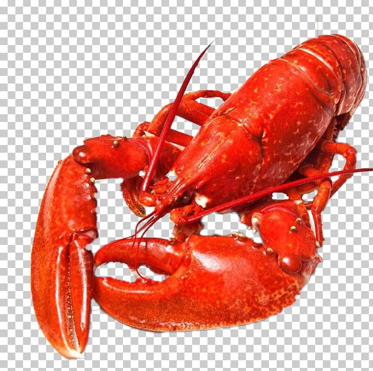 Norway Lobster Seafood Crab Meat PNG, Clipart, Animals, Animal Source Foods, Boston, Boston Lobster, Crab Free PNG Download