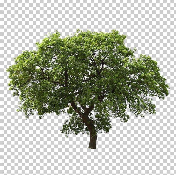 Tree Oak PNG, Clipart, Architectural Rendering, Branch, Giant Sequoia, Nature, Norway Maple Free PNG Download