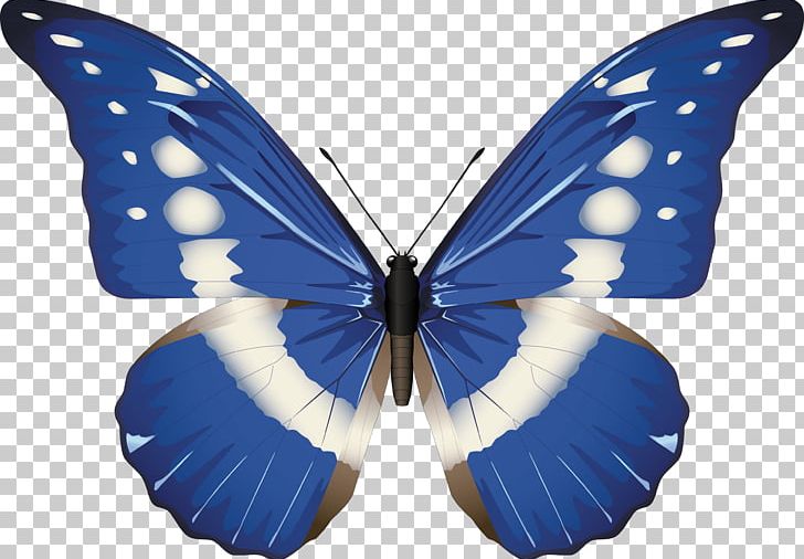 Butterfly Morpho Rhetenor Morpho Menelaus Morpho Helena PNG, Clipart, Arthropod, Blue, Brush Footed Butterfly, Butterfly, Cobalt Blue Free PNG Download