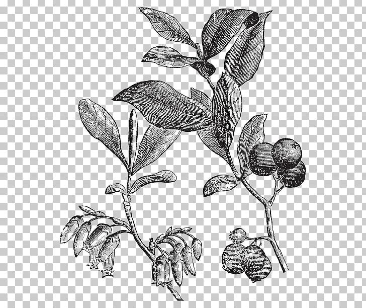 Huckleberry Book Illustration Photography PNG, Clipart, Art, Black And White, Botanical Illustration, Branch, Drawing Free PNG Download