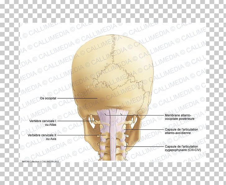 Occipital Bone Joint Capsule Cervical Vertebrae PNG, Clipart, Anatomy, Atlantoaxial Joint, Atlantooccipital Joint, Atlas, Axis Free PNG Download