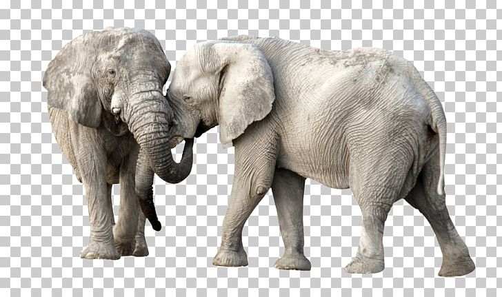 African Elephant PNG, Clipart, African Forest Elephant, Animals, Asian Elephant, Computer Icons, Download Free PNG Download