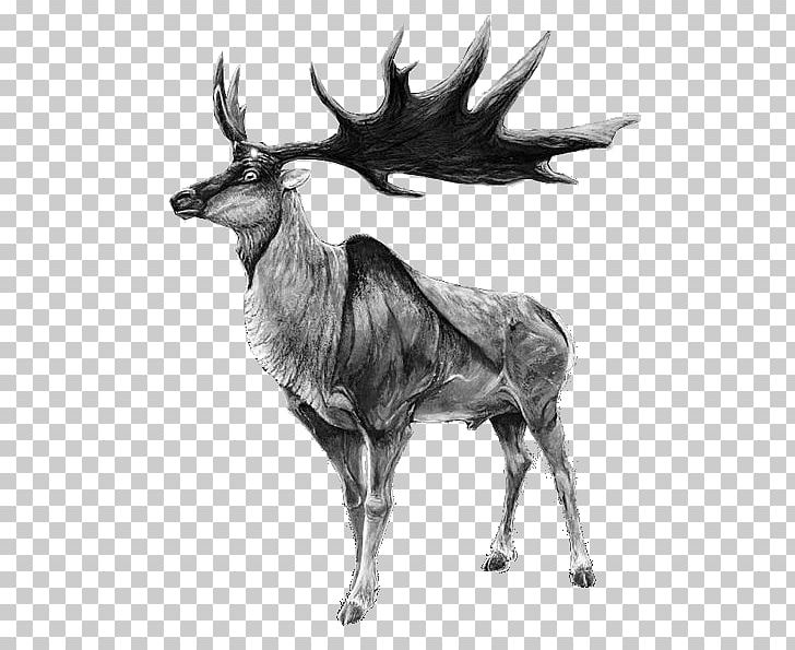 Irish Elk Red Deer Moose Reindeer PNG, Clipart, Antelope, Antler, Black And White, Cattle Like Mammal, Deer Free PNG Download