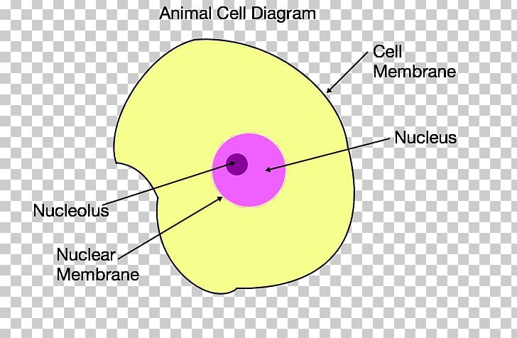 Leaf Diagram PNG, Clipart, Angle, Area, Circle, Diagram, Flowering Plant Free PNG Download