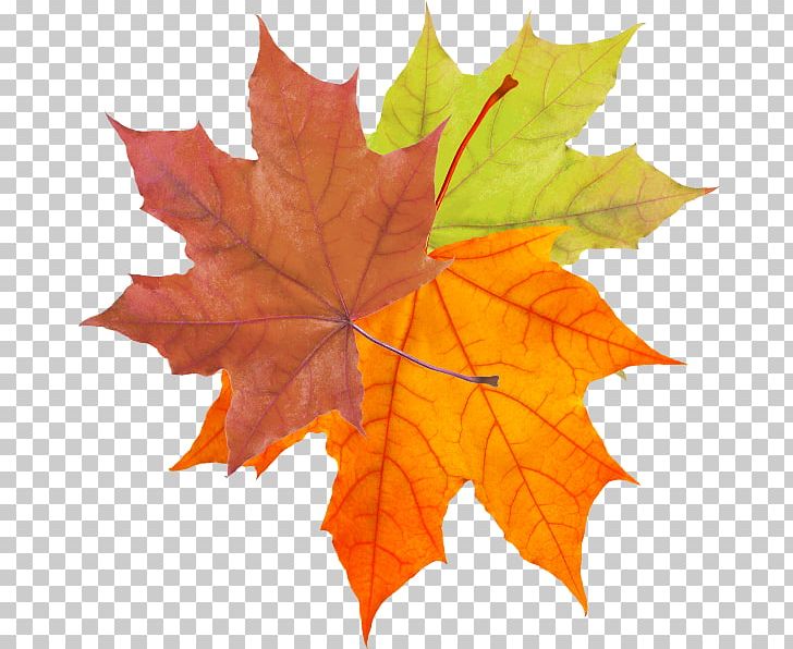 Platanus Xd7 Hispanica Leaf Firmiana Simplex Japanese Maple PNG, Clipart, Autumn, Autumn Leaf, Autumn Leaf Color, Colore, Colored Free PNG Download