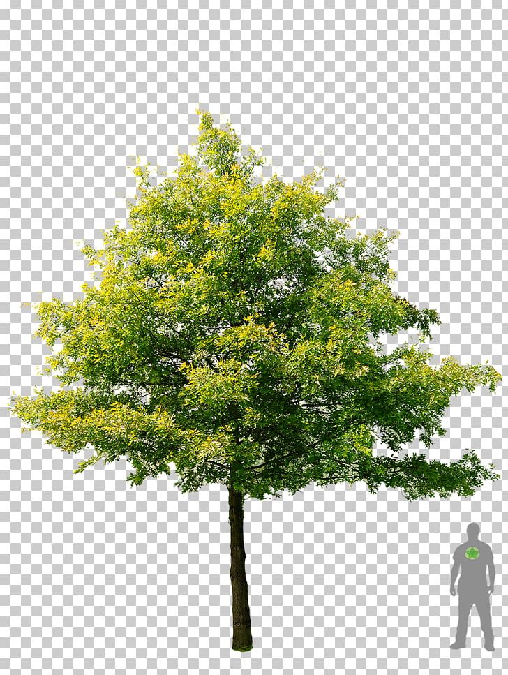 Shade Tree American Sycamore Swamp Spanish Oak Stock Photography PNG, Clipart, Acer Palmatum, Acer Palmatum Thunb, American Sycamore, Branch, Eastern White Pine Free PNG Download