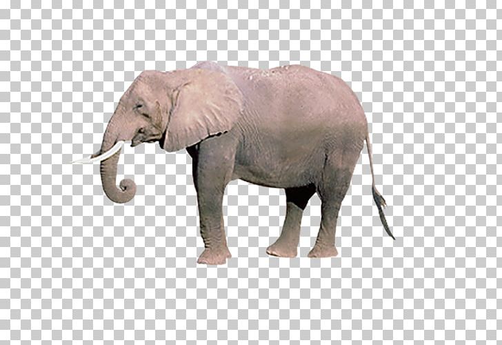African Elephant Indian Elephant Horse The Love Of Elephants PNG, Clipart, Animal, Animals, Animation, Baby Elephant, Biological Free PNG Download