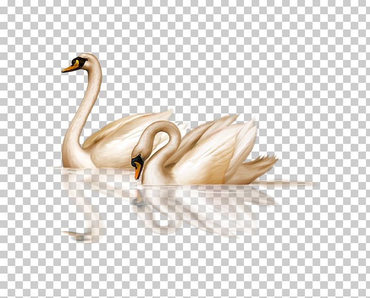 Black Swan Bird PNG, Clipart, Beak, Bird, Birds, Black Swan, Clip Art Free PNG Download