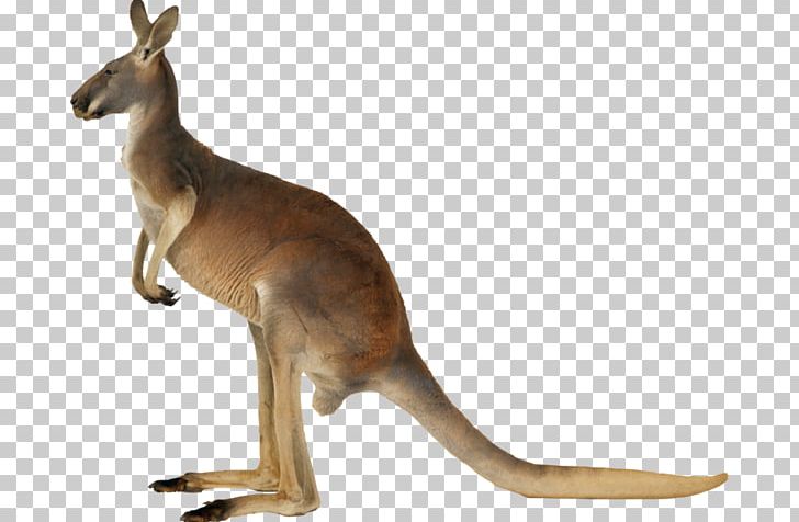 Macropods Portable Network Graphics Kangaroo Koala PNG, Clipart, Animal Figure, Animals, Computer Icons, Download, Fauna Free PNG Download