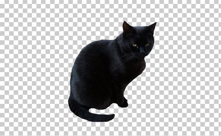 Black Cat Bombay Cat Korat Burmese Cat Domestic Short-haired Cat PNG, Clipart, 4 S, Asian, Black, Black Cat, Bombay Free PNG Download