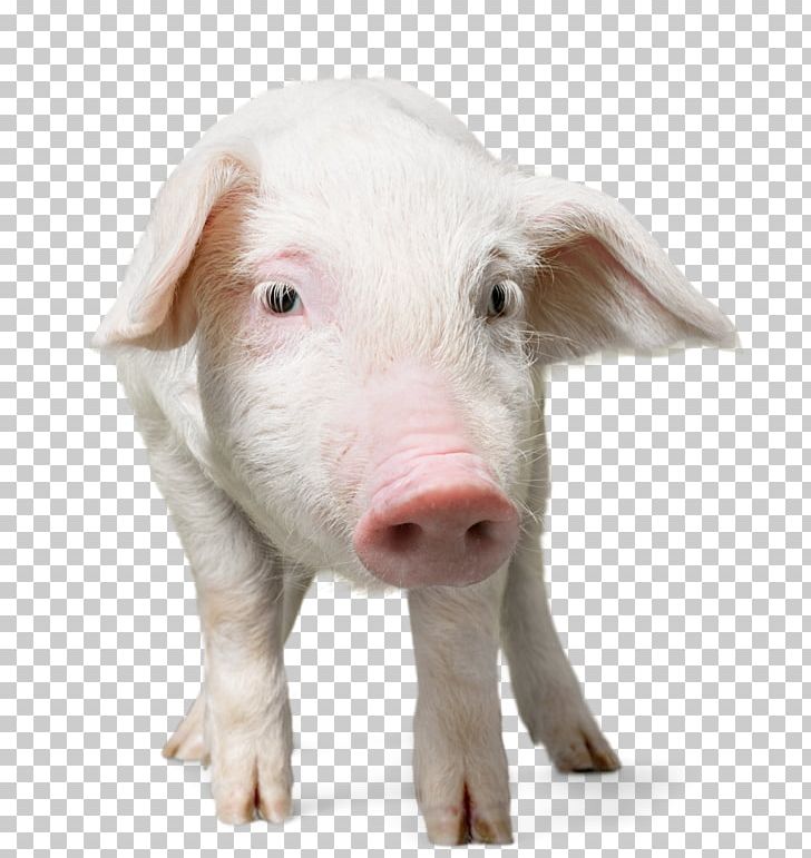 Domestic Pig Puppy Dog Snout PNG, Clipart, Animals, Breed, Dog, Dog Breed, Domestic Pig Free PNG Download