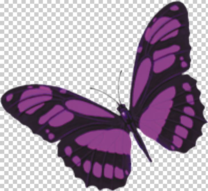 Monarch Butterfly Purple PNG, Clipart, Brush Footed Butterfly, Butterflies, Butterfly, Butterfly Group, Butterfly Wings Free PNG Download