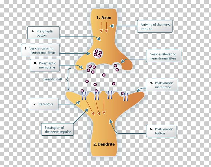 Synapse Neurotransmitter Neuron Nervous System Synaptic Cleft PNG, Clipart, Artificial Neuron, Axon, Brain, Dendrite, Diagram Free PNG Download
