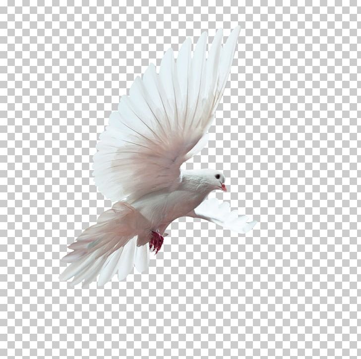 Bird U548cu5e73u9d3f Peace Doves As Symbols PNG, Clipart, Animals, Beak, Christmas Decoration, Columba, Decorative Pattern Free PNG Download